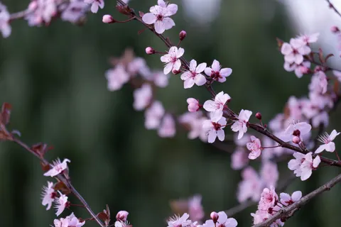 Cherry Blossom 4K Wallpaper · nature · 3840×2560