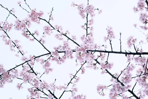 Cherry Blossom 4K Wallpaper · nature · 3840×2560