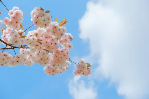 Fond d'écran Fleur de cerisier 4K · nature · 3840×2560