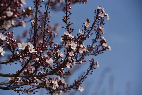 خلفية أزهار الكرز بدقة 4K · nature · 3840×2563