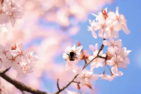 Cherry Blossom 4K Wallpaper · nature · 3840×2561