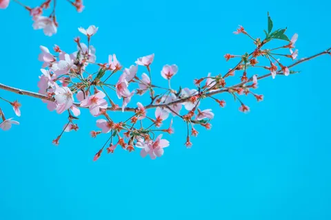 Fond d'écran Fleur de cerisier 4K · nature · 3840×2560
