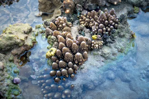 Обои Коралловый риф 4K · ocean · 3840×2561
