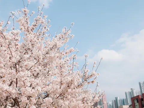 خلفية أزهار الكرز بدقة 4K · nature · 3840×2880