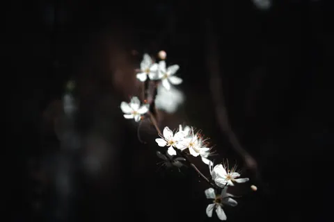 Cherry Blossom 4K Wallpaper · nature · 3840×2560