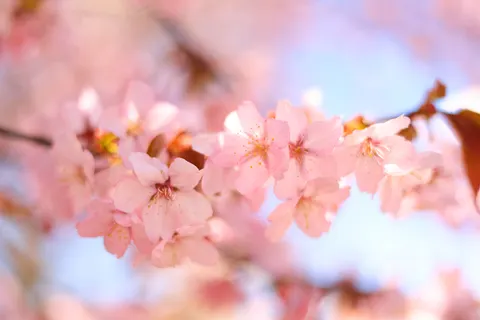 Kirschblüte 4K Hintergrundbild · nature · 3840×2561