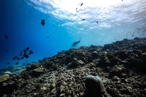 Wallpaper Terumbu Karang 4K · ocean · 3840×2560