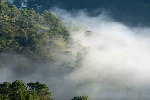 Foggy Forest 4K Wallpaper · nature · 3840×2561