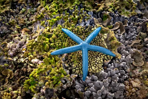 Wallpaper Terumbu Karang 4K · ocean · 3840×2561