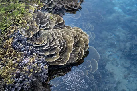 Wallpaper Terumbu Karang 4K · ocean · 3840×2561
