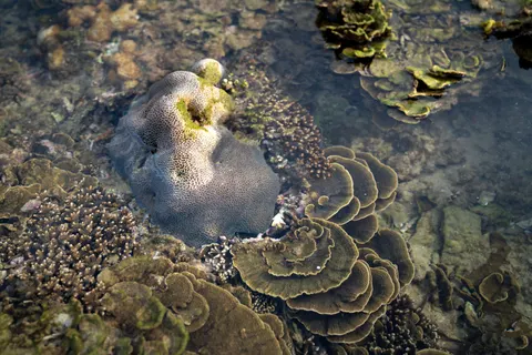 मूंगा चट्टान 4K वॉलपेपर · ocean · 3840×2561