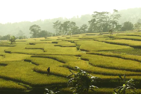 Fondo de pantalla Terrazas de arroz 4K · nature · 3840×2560