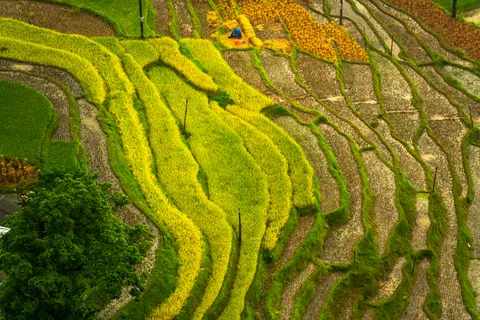 Rice Terraces 4K Wallpaper · nature · 3840×2561