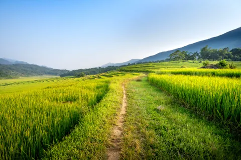 계단식 논 4K 배경화면 · nature · 3840×2560
