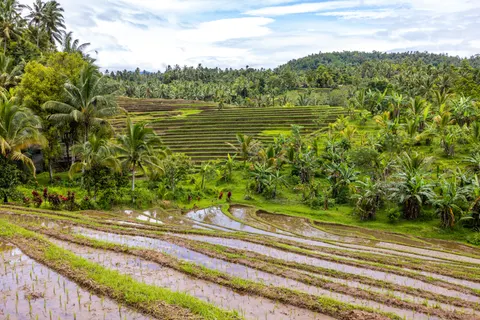 Rice Terraces 4K Wallpaper · nature · 3840×2561
