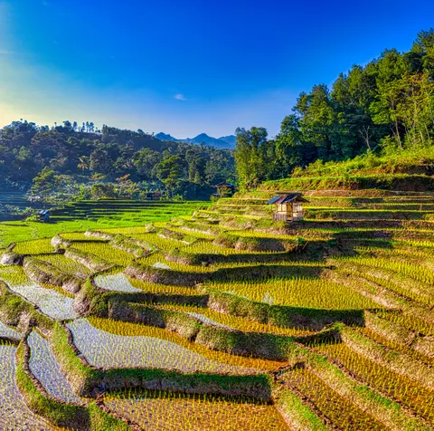 Rice Terraces 4K Wallpaper · nature · 3840×3810