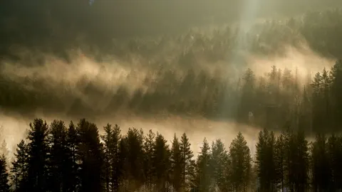 Foggy Forest 4K Wallpaper · nature · 3840×2160