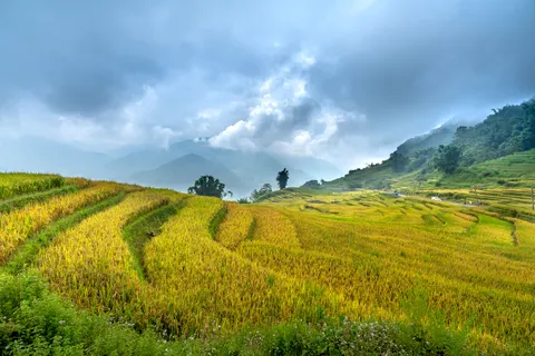 Reisterrassen 4K Hintergrundbild · nature · 3840×2561