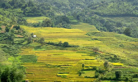 Rice Terraces 4K Wallpaper · nature · 3840×2277