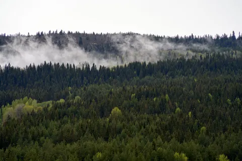 Foggy Forest 4K Wallpaper · nature · 3840×2561