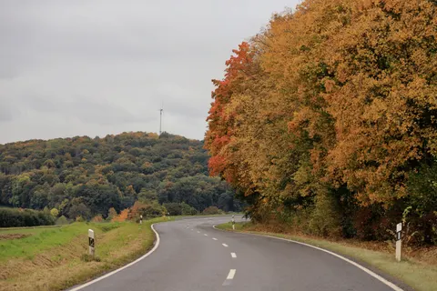 والپیپر جنگل پاییزی با کیفیت 4K · nature · 3840×2559