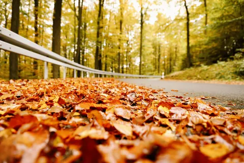 والپیپر جنگل پاییزی با کیفیت 4K · nature · 3840×2560