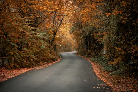 Sfondo Foresta Autunnale 4K · nature · 3840×2560