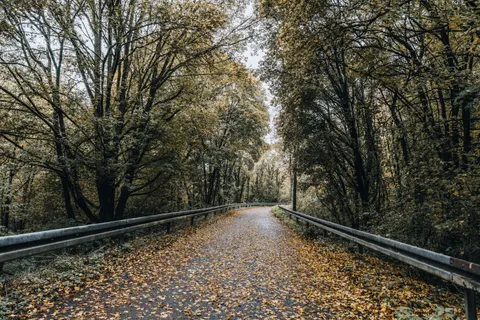 والپیپر جنگل پاییزی با کیفیت 4K · nature · 3840×2560