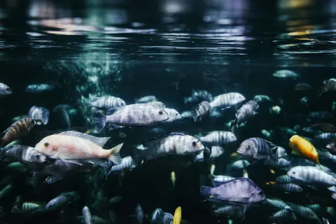 Обои Коралловый риф 4K · ocean · 3840×2560