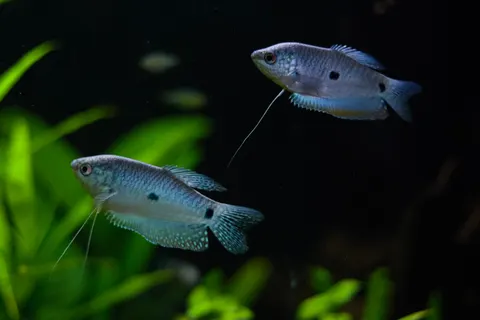 珊瑚礁 4K壁纸 · ocean · 3840×2560