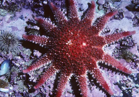 Fond d'écran Récif corallien 4K · ocean · 3840×2680