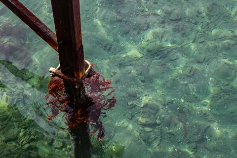 Fond d'écran Récif corallien 4K · ocean · 3840×2563