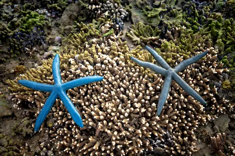 Fond d'écran Récif corallien 4K · ocean · 3840×2561