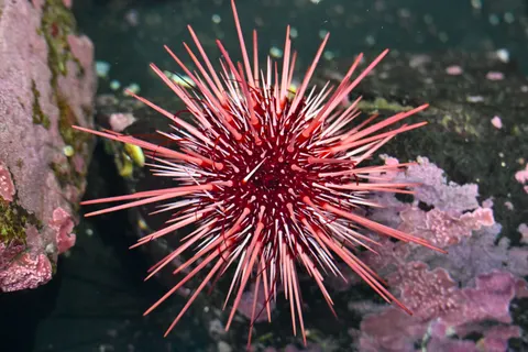 Coral Reef 4K Wallpaper · ocean · 3840×2560