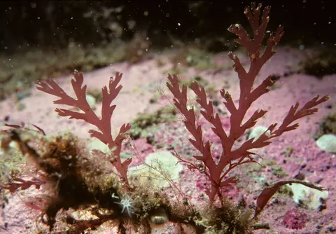 珊瑚礁 4K壁纸 · ocean · 3840×2675
