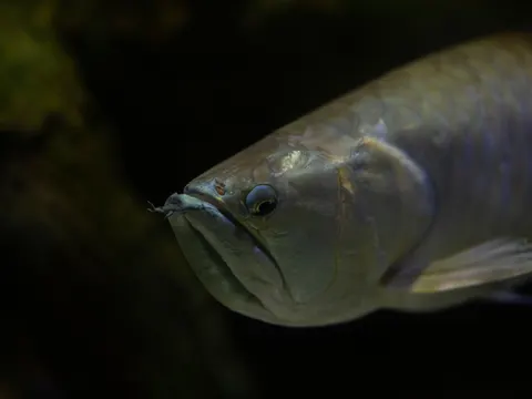 Fond d'écran Récif corallien 4K · ocean · 3840×2880