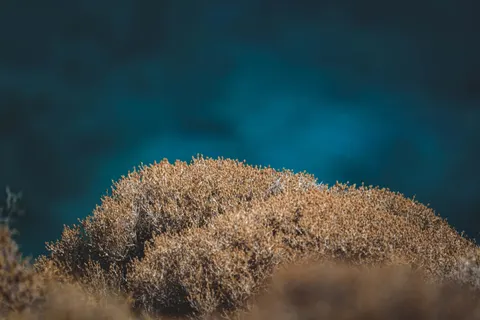 Обои Коралловый риф 4K · ocean · 3840×2560