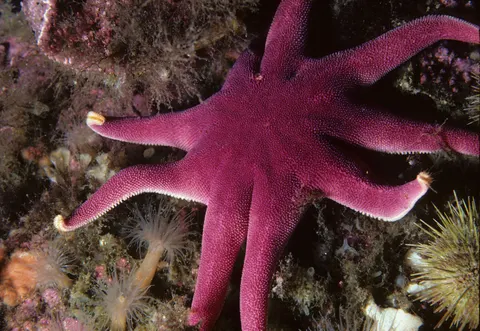Обои Коралловый риф 4K · ocean · 3840×2645