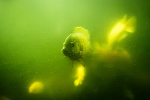 Обои Коралловый риф 4K · ocean · 3840×2560