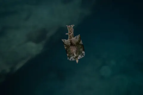 Fond d'écran Récif corallien 4K · ocean · 3840×2560