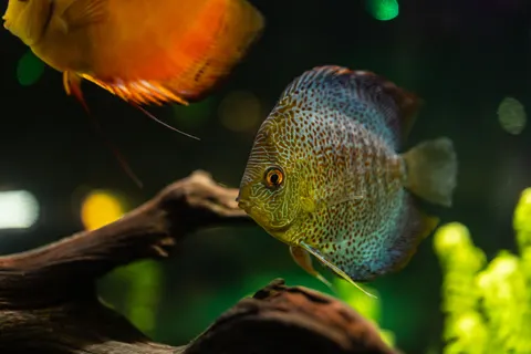 Обои Коралловый риф 4K · ocean · 3840×2560