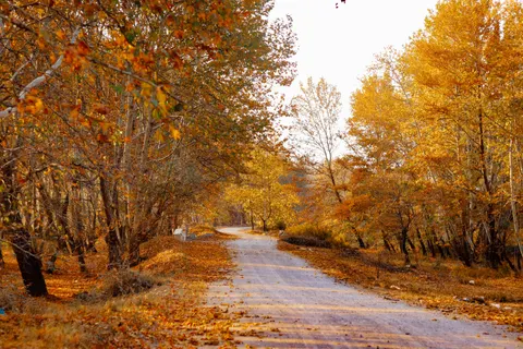 Sfondo Foresta Autunnale 4K · nature · 3840×2560