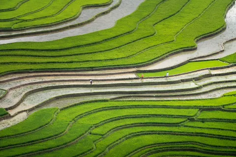 Rice Terraces 4K Wallpaper · nature · 3840×2561