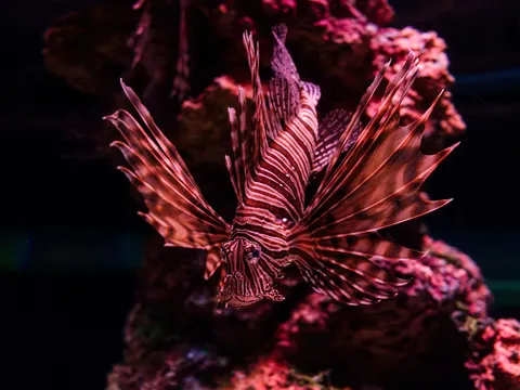 Tapeta Rafa Koralowa 4K · ocean · 3840×2880