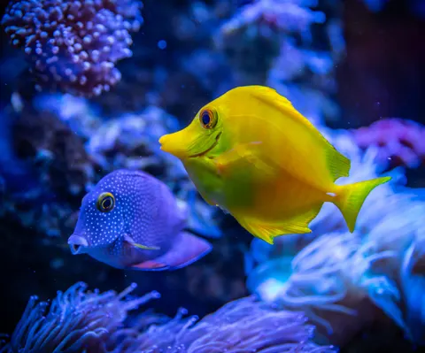 خلفية الشعاب المرجانية بدقة 4K · ocean · 3840×3194