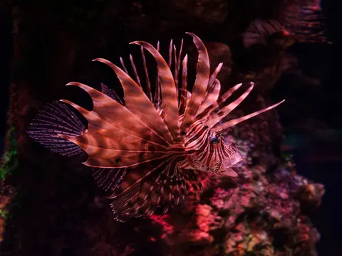 خلفية الشعاب المرجانية بدقة 4K · ocean · 3840×2880