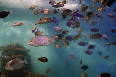 خلفية الشعاب المرجانية بدقة 4K · ocean · 3840×2560