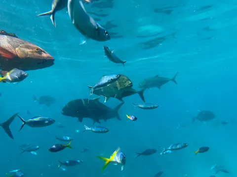 मूंगा चट्टान 4K वॉलपेपर · ocean · 3840×2880