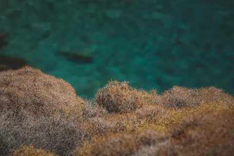 珊瑚礁 4K桌布 · ocean · 3840×2560