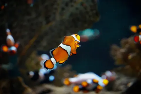 Wallpaper Terumbu Karang 4K · ocean · 3840×2560